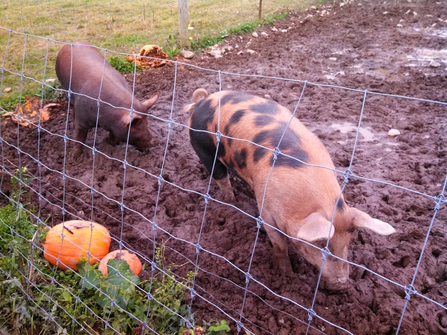 IMG_20141025_131428_751